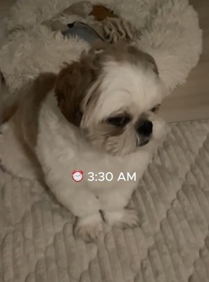 眠気と戦うちろ君