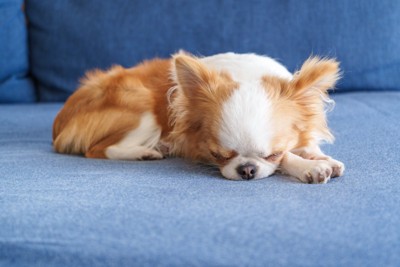 ソファの上で眠るチワワ