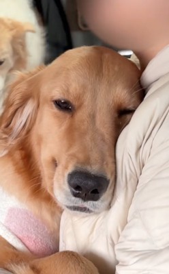 笑みを浮かべる大型犬