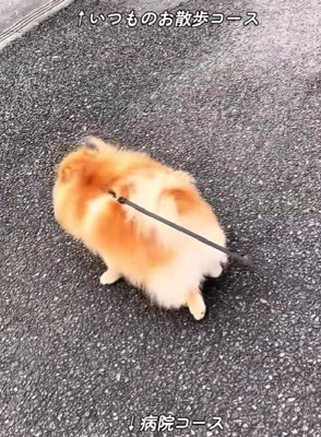 いつもと違う方向に行ってる！？