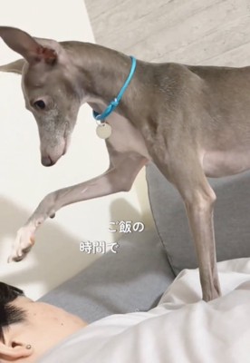前足を近づける犬1