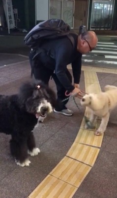 パパさんとプルミちゃん＆バニーちゃんの再会⑩