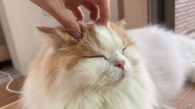 頭をなでられる猫