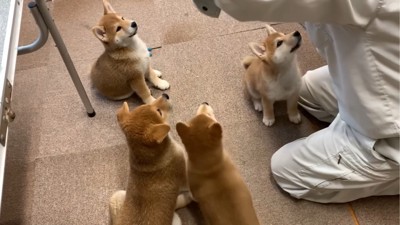 上を見上げる4匹の子犬