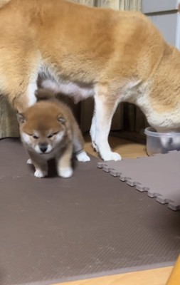 気まずそうな子犬