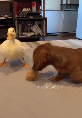 おもちゃを奪ったドロシーちゃん