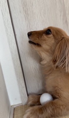 手の動きを確認してる?