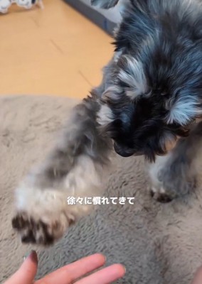 慣れてきたルアナちゃん