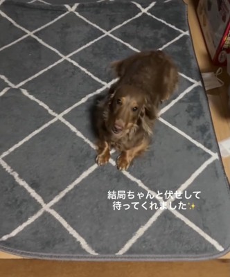お利口さんすぎるうみさん