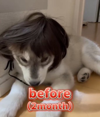カツラを被る2カ月の犬2