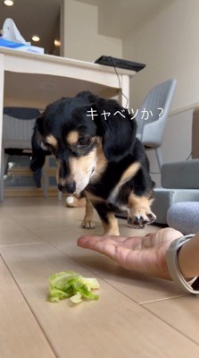 前足を飼い主の手のひらに置きながら、おやつを見つめる犬