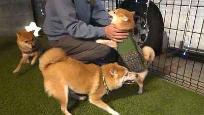 お兄ちゃん帰省時の豆柴4兄妹7