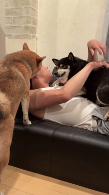 息子さんの耳を舐める赤柴とそれを見る黒柴