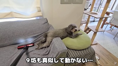 家を掃除機中…