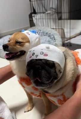 お利口に聞く2匹