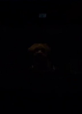 暗闇に溶ける犬