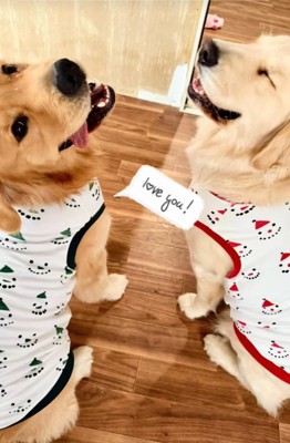 2匹のゴールデンレトリバー