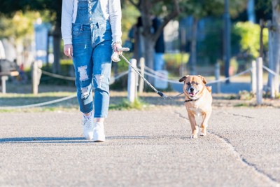 散歩する女性と犬