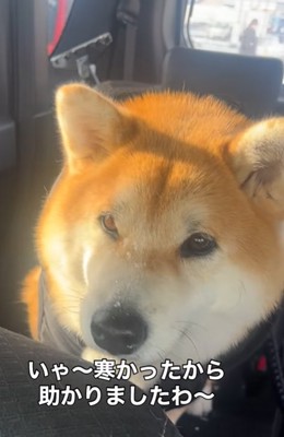 車に乗った柴犬