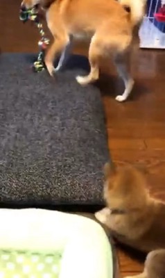 もずく君とわさび君の変化6