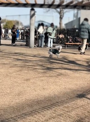 振り返る犬