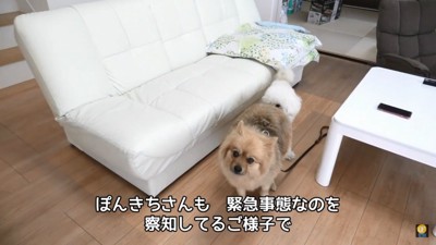 お尻を嗅がれるぽんきちくん