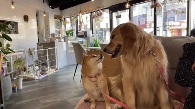 我が家みたいにくつろぐ2匹