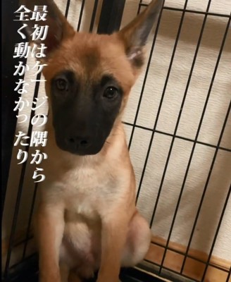 ケージの隅で固まるビギーくん