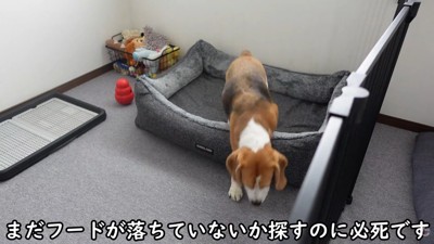 出勤前のママさんとメイちゃん9