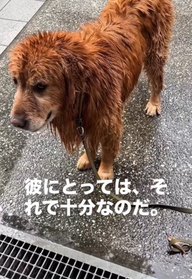 立ったまま動かないチェスターくん