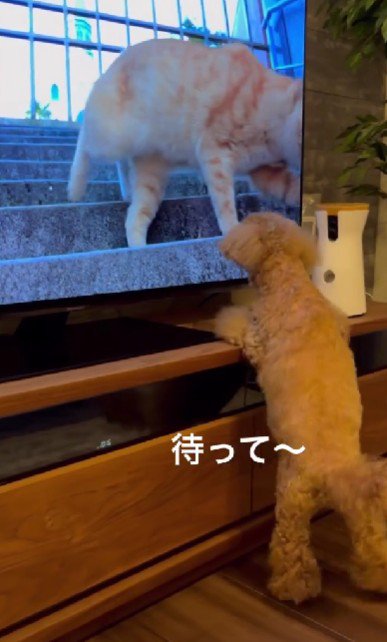 「行かないで~」