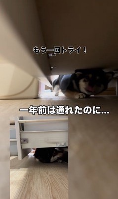 隙間に入ろうとする千幸ちゃん5