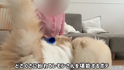 ポテチくんがお顔をスリスリ♪