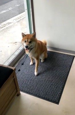 拒否柴のれお君