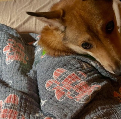 風ちゃんの日常2