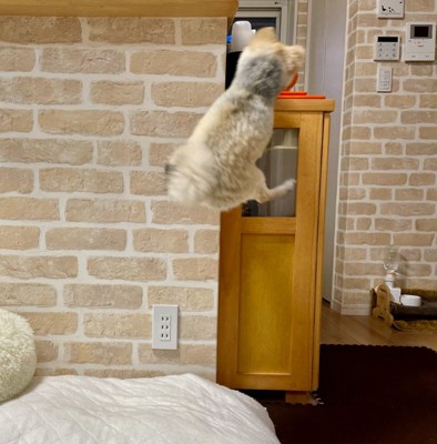 ジャンプする小型犬