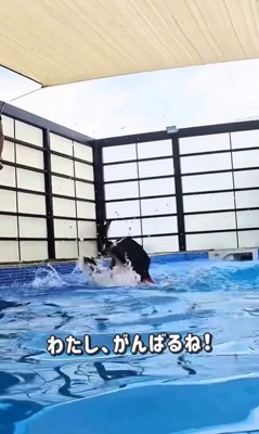 プールで泳ぐ大型犬たちの友情5