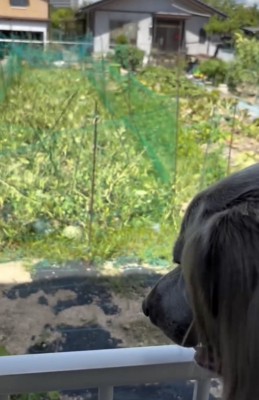 スイカがある…