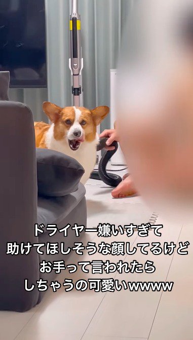 ドライヤーをかけられて自分の口元を舐める犬