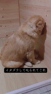 壁に頭をつけて反省する子犬