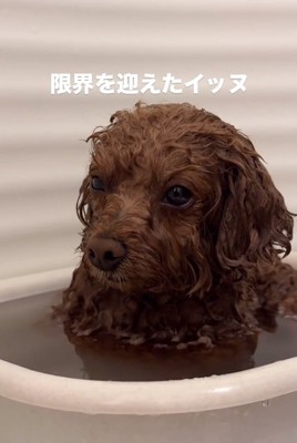 耐えるピノちゃん