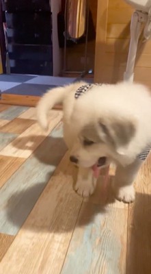 カメラから視線を外す子犬