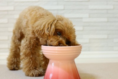 ご飯を食べる犬