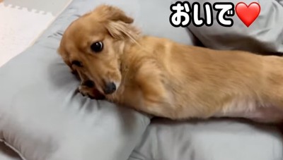 おいでする犬