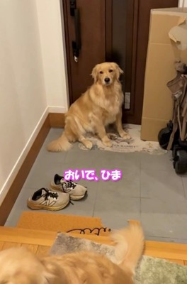 玄関にぽつんと残る犬