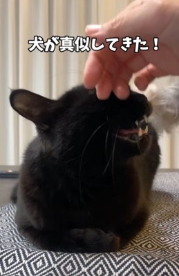 猫を撫でようとする小型犬の手