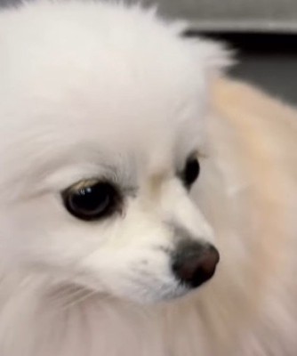 神妙な顔になるごまちゃん