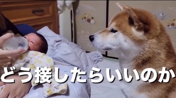 どう接したらいいか分からないこむぎ君