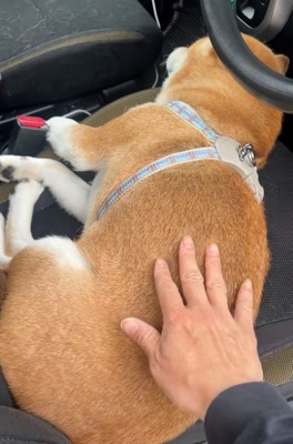 なっとうちゃんをトントンする飼い主さん