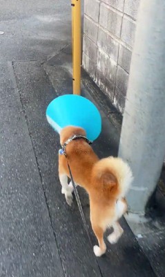 支線ガードにゴッツン！